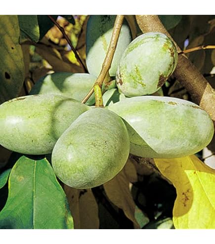 Amazon | 庭木・植木 ポポー（ポーポー） 5年生苗【実生】 2本立 / 5寸